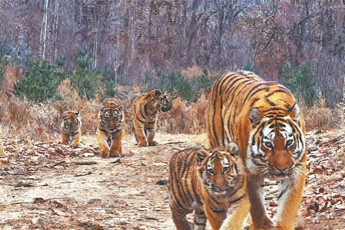 Sightings of Amur tiger families show nation's conservation efforts paying off