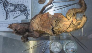 Woolly rhino remains found in Ice Age wolf give clue to species’ end - OC Today-Dispatch