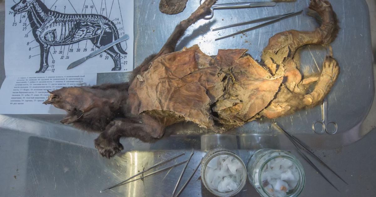 Woolly rhino remains found in Ice Age wolf give clue to species’ end - OC Today-Dispatch