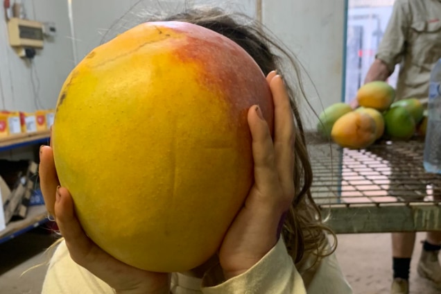 A primary-school aged girl holds a mango the size of her head in front of her face. 