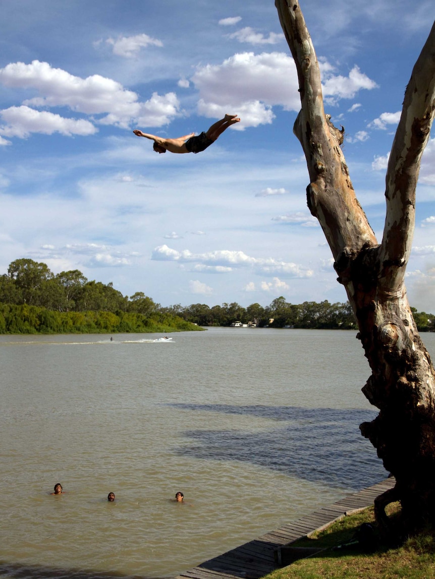 A tree next to a river.