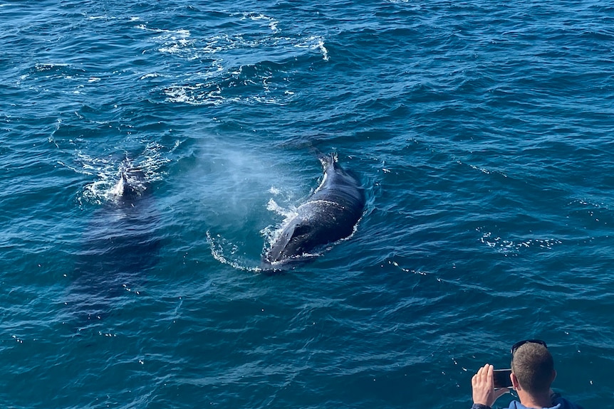 Whales surfacing while humans watch.