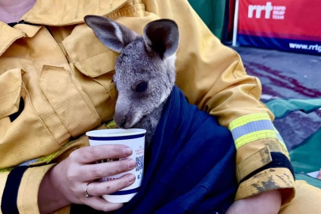 A baby kangaroo wrapped in blue cloth, held by a firefighter and drinking from a paper cup.