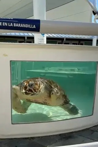 Pyari at the Loggerhead Marinelife Center Loggerhead Marinelife Center/Facebook