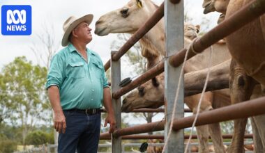 Queensland farm cashing in on US wellness industry demand for camel milk