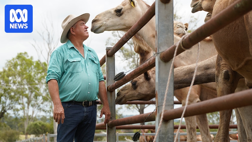 Queensland farm cashing in on US wellness industry demand for camel milk