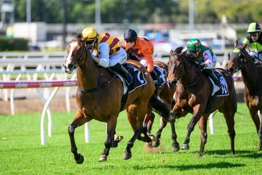 Horses sprint to the finish line in a horse race.