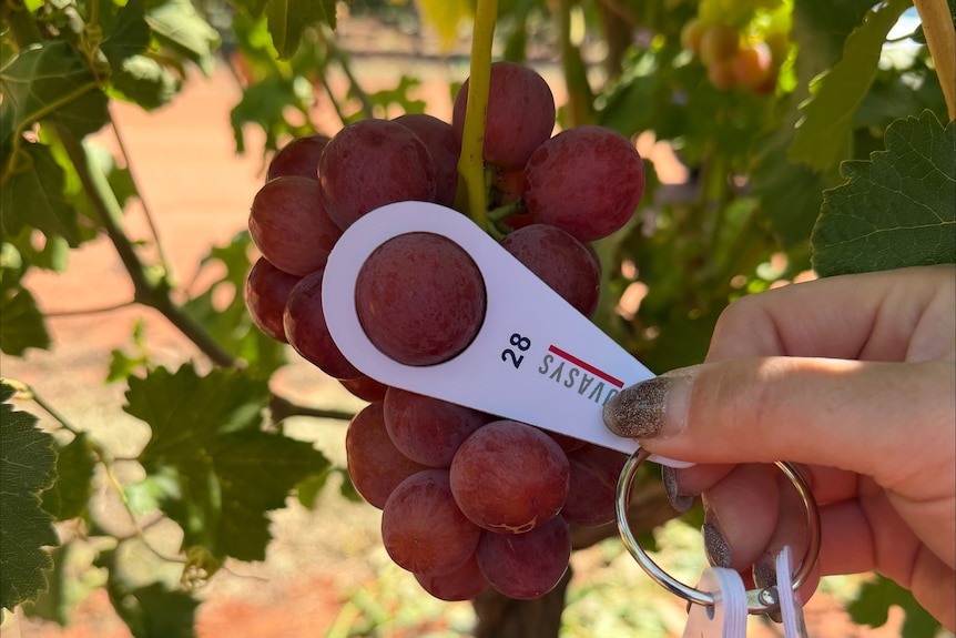 Ruby grapes on a vine.
