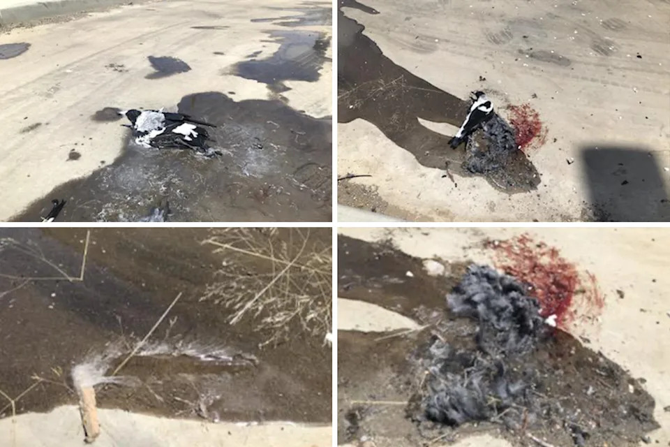 Four images showing the glue, the caught magpies, and the feathers left on the ground.