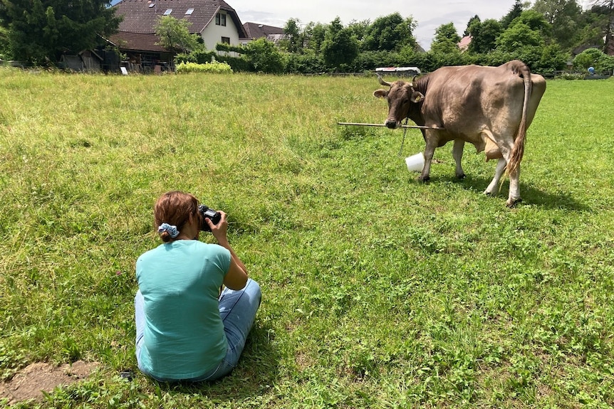 A woman sits in a pasture and photographs a cow with a broomstick in its mouth.