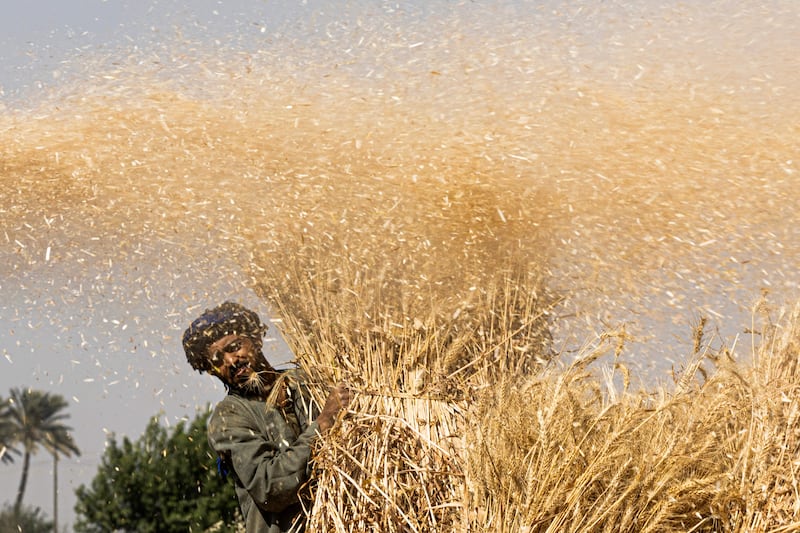 An Egyptian farmer takes part in a wheat harvest in Bamha village near al-Ayyat town in Giza province. Photograph: Khaled Desouki/AFP via Getty Images