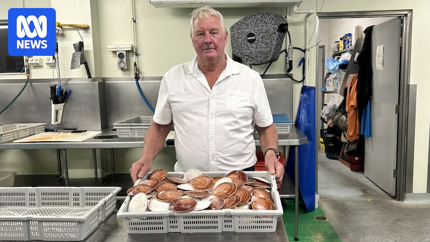 Scallop fishing ban lifts in north Queensland, but southern waters remain off limits