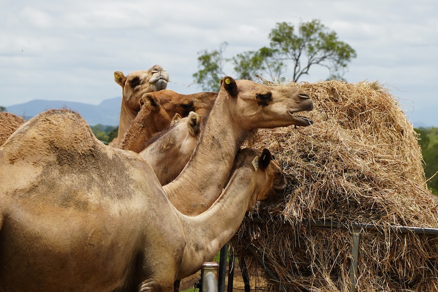 A farmer with a camel