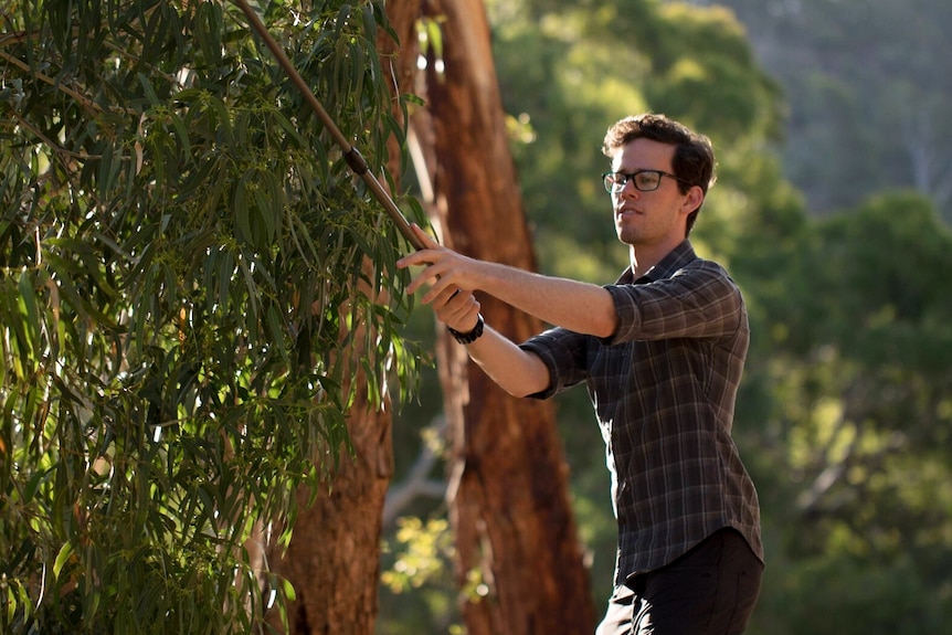 A dark-haired man in glasses holds a net on a pole while standing near a tree in bushland.