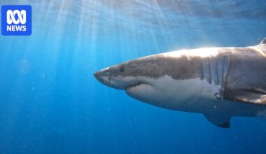 Sharks seek sea change as ocean temperature rises with climate change