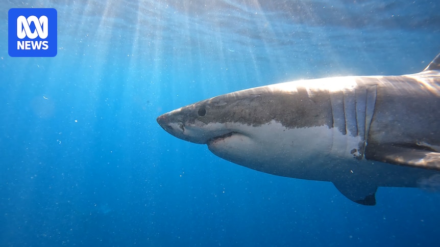 Sharks seek sea change as ocean temperature rises with climate change