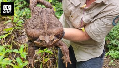 This week in history quiz, January 12: Test your knowledge