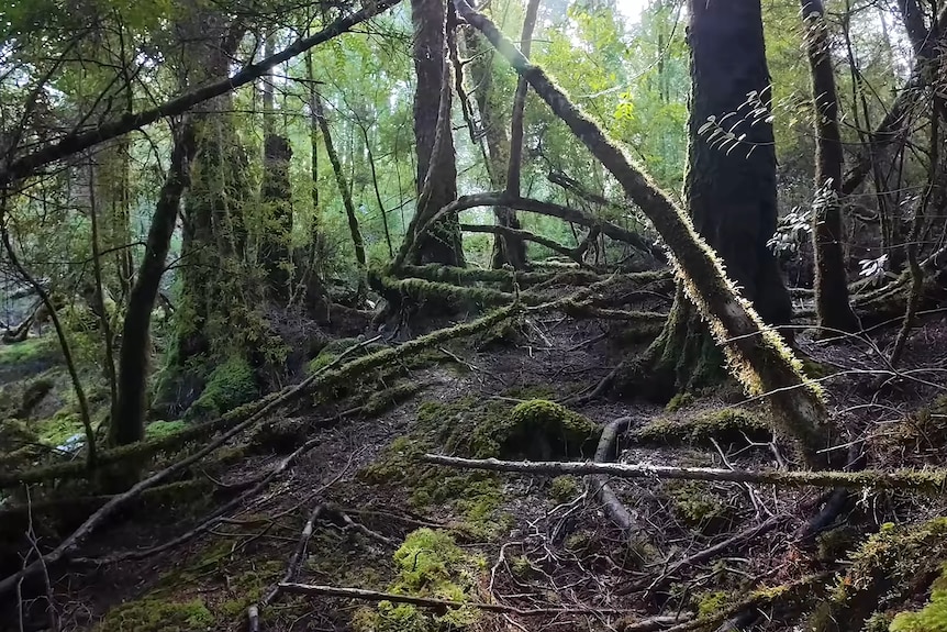 Celine Cremer bushland