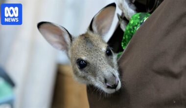Mother wallaby death sparks animal cruelty investigation in far north Queensland