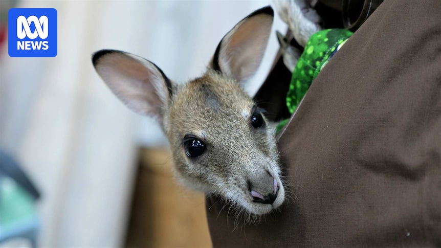Mother wallaby death sparks animal cruelty investigation in far north Queensland