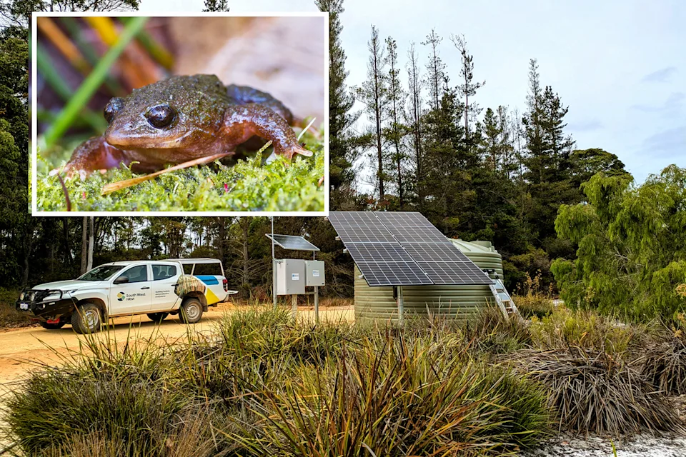 Background: A solar panel on a tank and a monitoring system at the Margaret River site. Inset: A Rice Bubble frog.