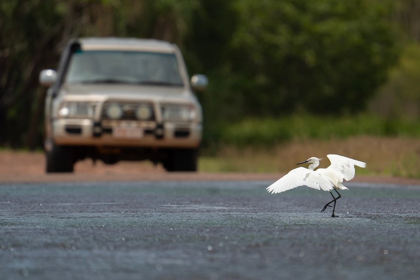 A white bird on a bitumen road