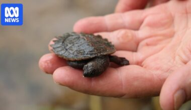 High hopes for endangered white-throated snapping turtle after record number of clutches