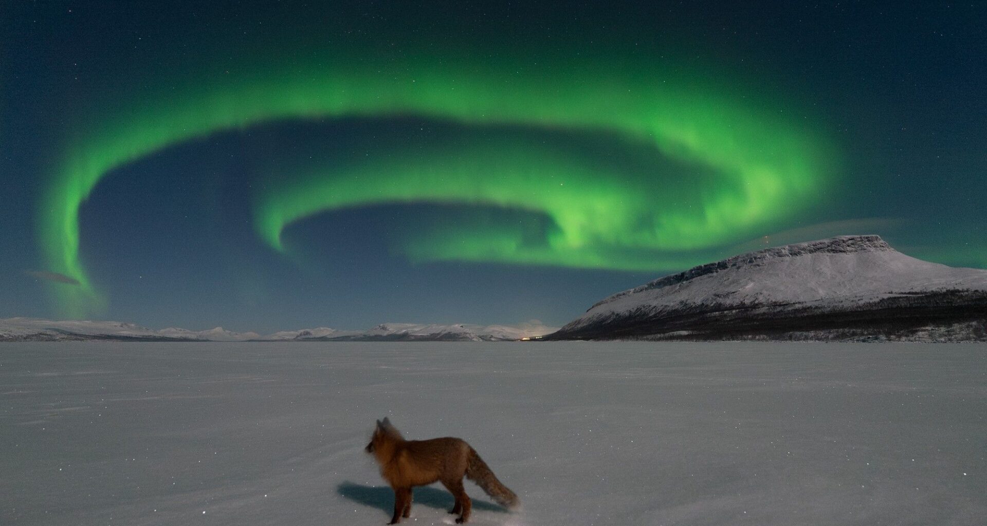 Aurora chaser catches a fox basking in the glow of Finland's legendary 'fox fires' (photos)