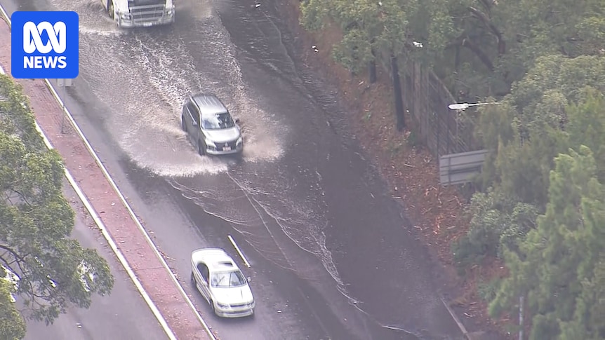 Woman dies after tree falls on her car south of Wollongong as winds and rain lash NSW coast