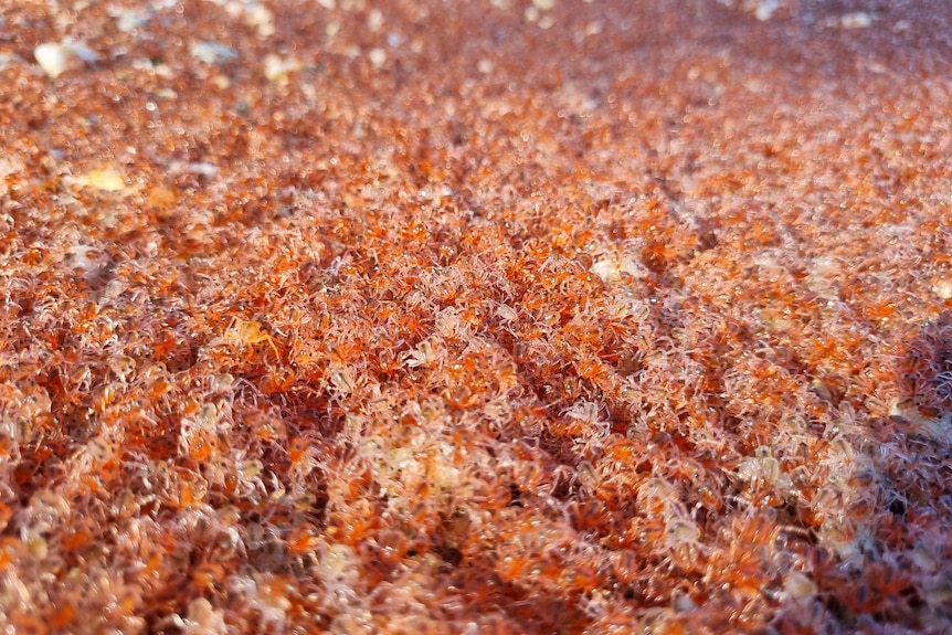 A swarm of tiny, semi-translucent baby crabs.