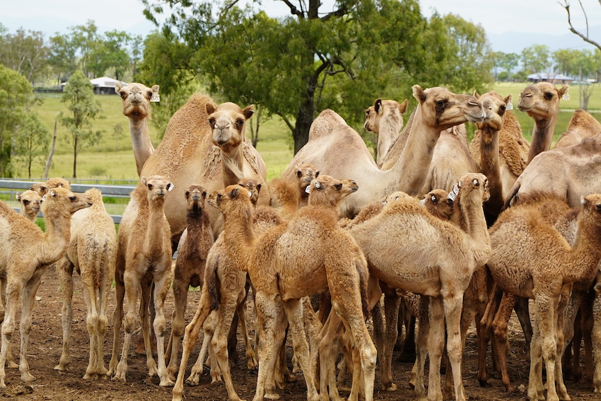 A group of baby camels and some mother camels