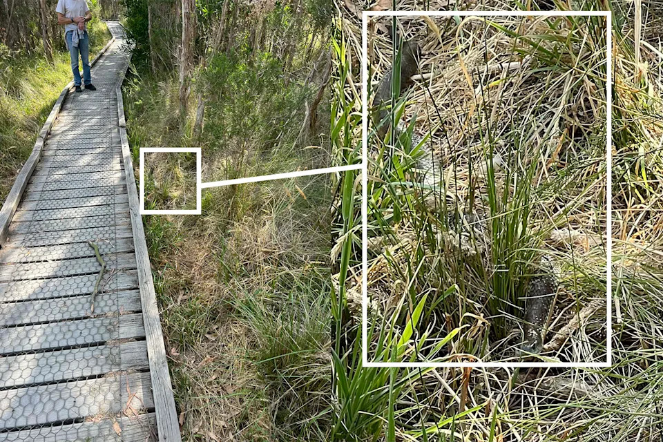 Left: A box around the tiger snake next to the boardwalk in Inverloch. Right: Close up of the snake with a white box around it.