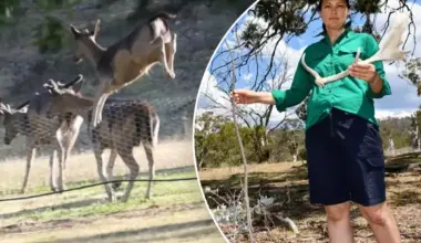 Homeowner's stark warning as invasive pest wreaks havoc on Australian properties: 'Getting more comfortable'