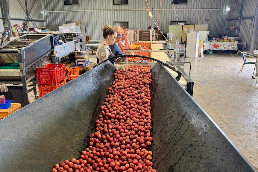 Fruit in a big bin going up onto a conveyor belt for checking and packing.