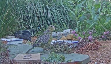 Critically endangered Western Ground Parrot chick defies the odds