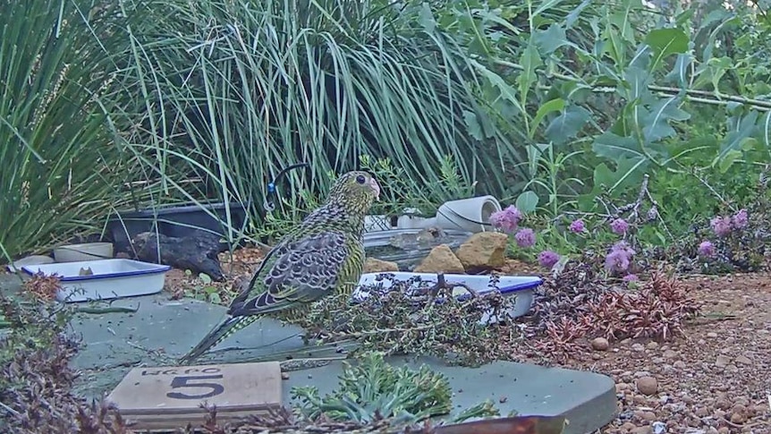 Critically endangered Western Ground Parrot chick defies the odds