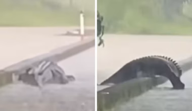 Crocodile spotted in floodwaters near Cairns, Queensland