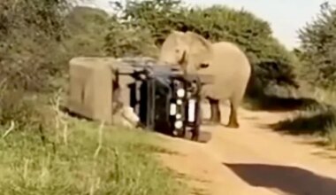 Angry elephant tips over safari vehicle; were rangers to blame?