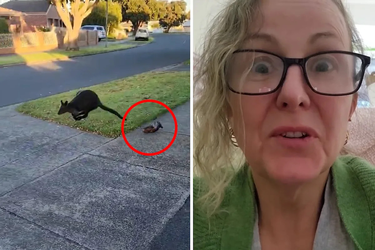 Aussie woman's dilemma after rare encounter on suburban street: 'No clue what to do'