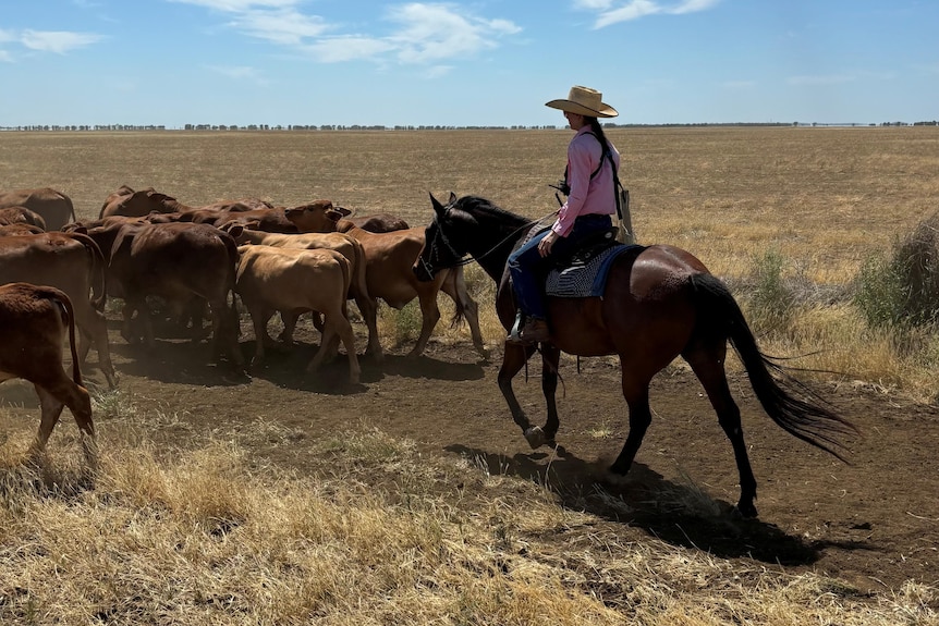 A horsewoman riding a horse and mustering a herd of cattle.