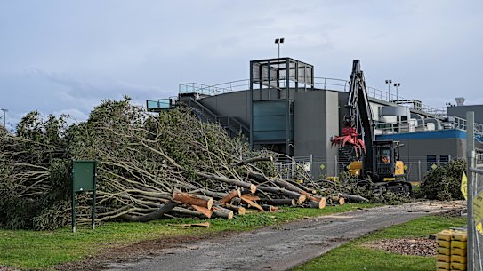 Trees that were cut down to make way for an upgrade to the Albert Park pit lane.