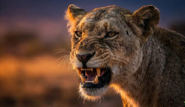 Wild Dog Pack Miscalculates Attack On Lone Lioness