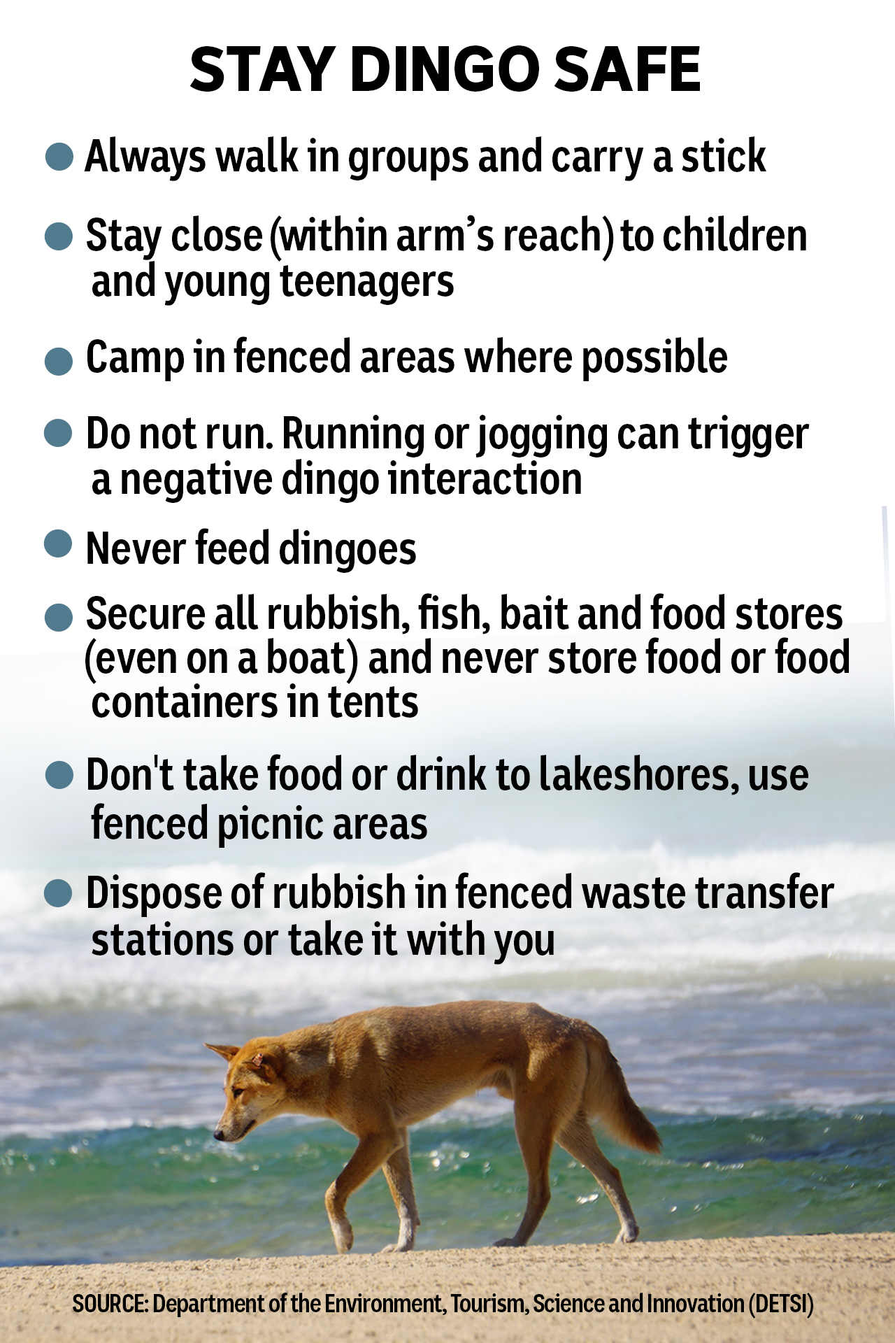 A graphic with information on dingo safety