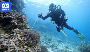 Worst crown-of-thorns starfish outbreak in decades emerging on Great Barrier Reef