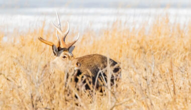 Yahoo lifestyle home