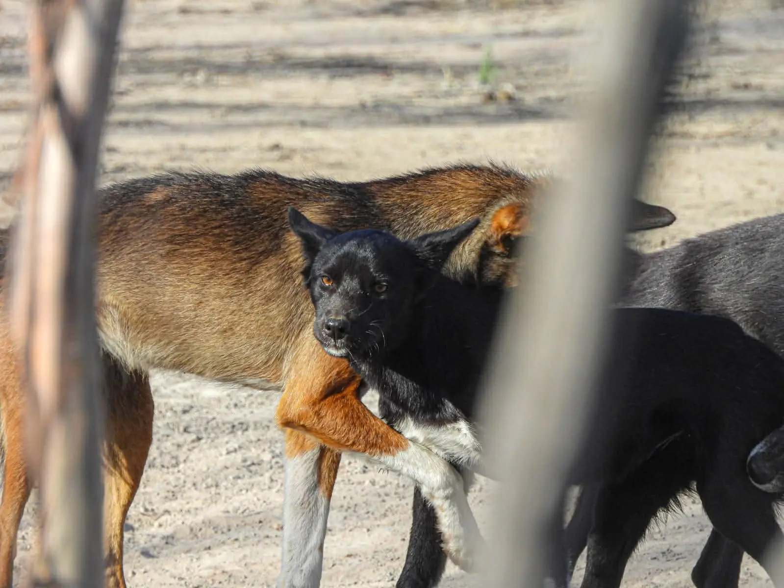Two dingoes inside the Big Desert conservation area.