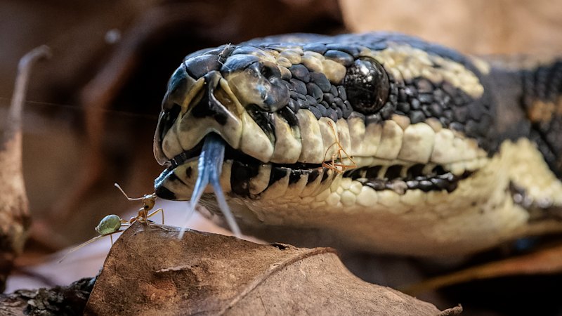 Snakes in the creek, in the toilet and on the farm