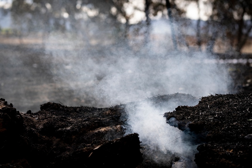 White smoke rises from a charred blackened fallen tree in a burnt out paddock.