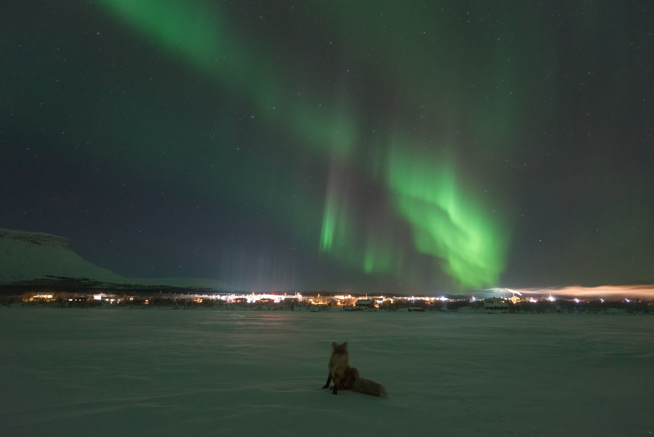 a fox is perfectly poised under a swirling ribbon of green light in the sky - the northern lights
