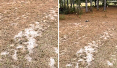 Yahoo lifestyle home